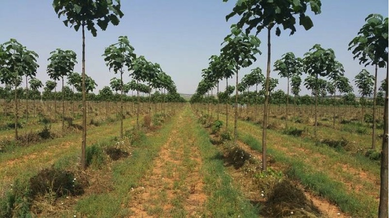 Paulowina Plantation from ipaulownia